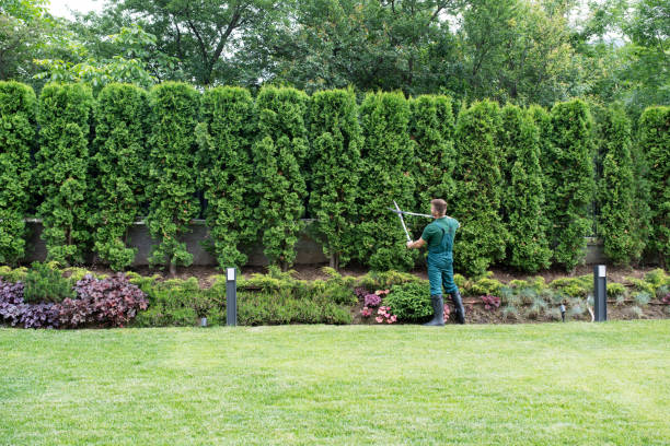 Best Tree Maintenance Programs  in Brandermill, VA